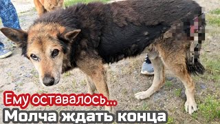 видео: Пёс уже не плакал он молча ждал конца/он искал помощи/но никто не замечал его боли/help save the dog картинка: Пёс уже не плакал он молча ждал конца/он искал помощи/но никто не замечал его боли/help save the dog