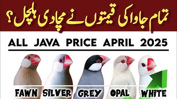 All java price April 2025 | java finch price in pakistan | Silver white fawn grey albino Java price