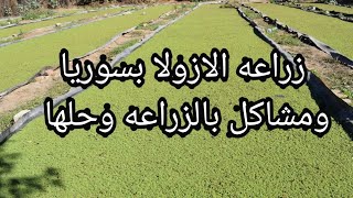 حل مشاكل زارعه الازولا بسوريا معرفه المشكله وحلها  فادي البلتاجي  وتس ٠١٠٠٢٨٧٠٨٠٠