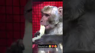 Our rescued monkey enjoined his afternoon meal | Eco Echo foundation | Sound on 🔊