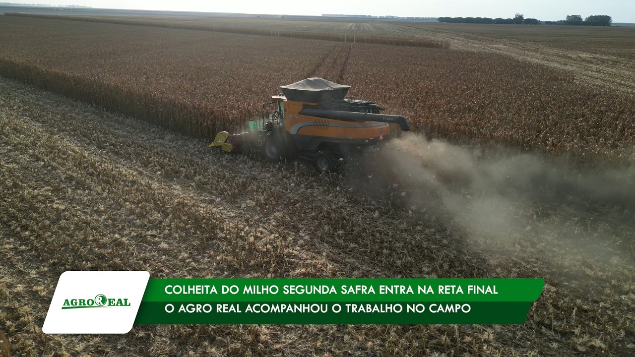 COLHEITA DO MILHO SEGUNDA SAFRA ENTRA NA RETA FINAL