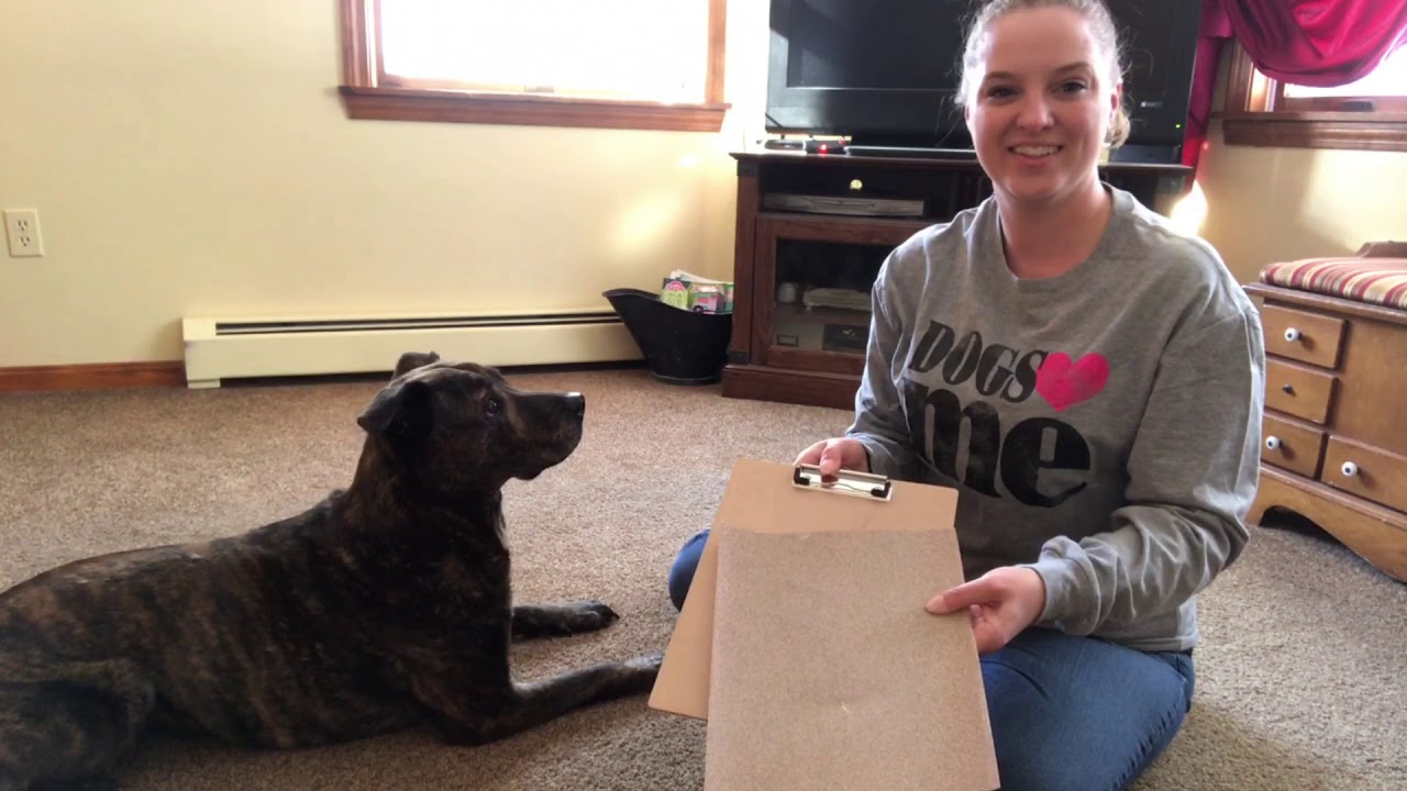 Teach your dog to use a scratch board YouTube