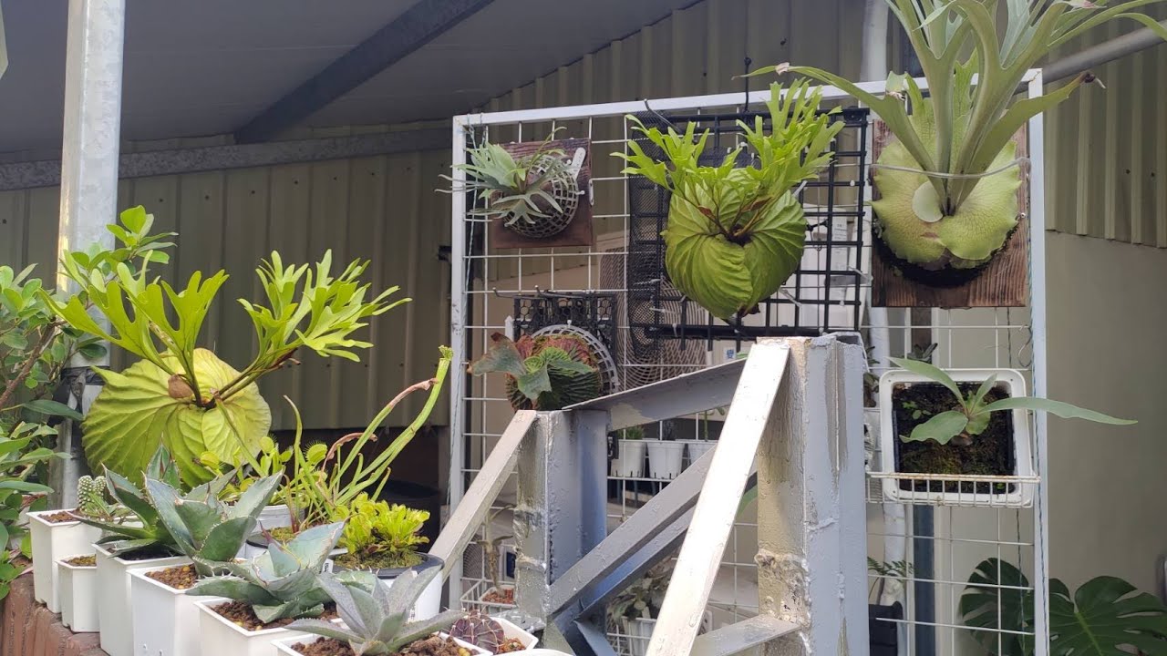 鹿角蕨入坑一周年-渡夏現況~ 檸檬、亞洲猴腦、玉女、非洲猴腦 #鹿角蕨