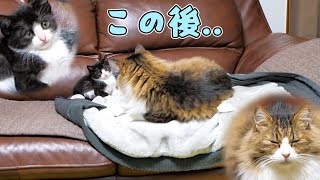 弱者に優しい真のボス猫は男の中の男‼【仲良し子猫姉妹の成長記録】