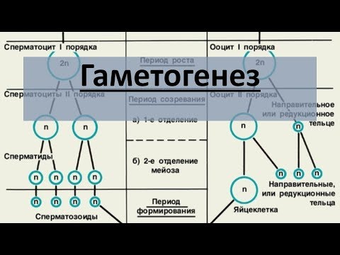 Гаметогенез. Оогенез и сперматогенез.