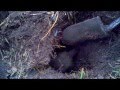 Badger hunting with german hunt terrier ( Jagdterrier ) の動画、YouTube動画。