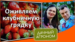 видео: Что сделать с клубникой в августе МАСТЕР-КЛАСС бесплатно картинка: Что сделать с клубникой в августе МАСТЕР-КЛАСС бесплатно