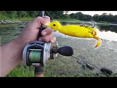 Does CRAZY DUCK LURE Work!? (pond fishing) 