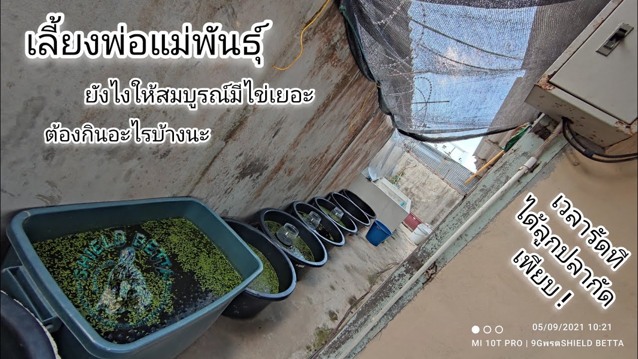 เลี้ยงพ่อแม่พันธุ์ปลากัดแบบไหนให้สมบูรณ์มีไข่เยอะเวลาลงรัดได้ลูกปลากัดเพียบ