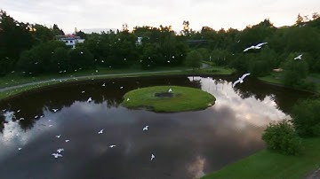 The Birds / 1080p Parrot Bebop 3.0