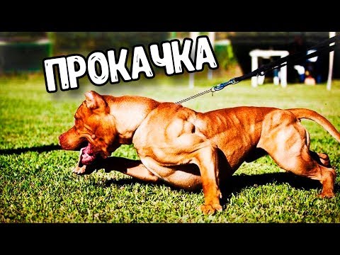 УПРАЖНЕНИЯ ДЛЯ ПРОКАЧКИ ПИТБУЛЯ\\АМСТАФФА