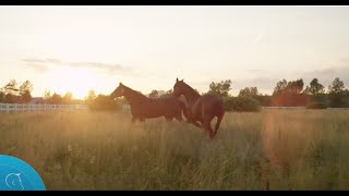 Equilume Stable Light
