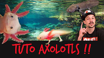 Quelle couleur peut avoir un axolotl ?