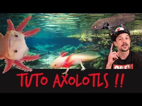 Vidéo: Faut-il garder les axolotls comme animaux de compagnie ?