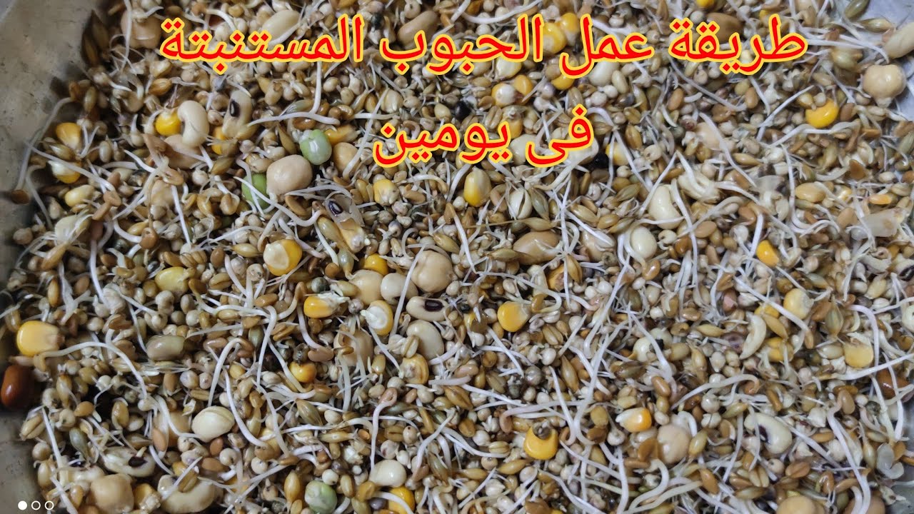 طريقة عمل الحبوب المستنبة المفيدة لطيور الزينه  فى خلال يومين