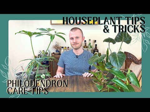 Videó: Philodendron Bipennifolium Info: Tippek a hegedűlevelű filodendronok gondozásához