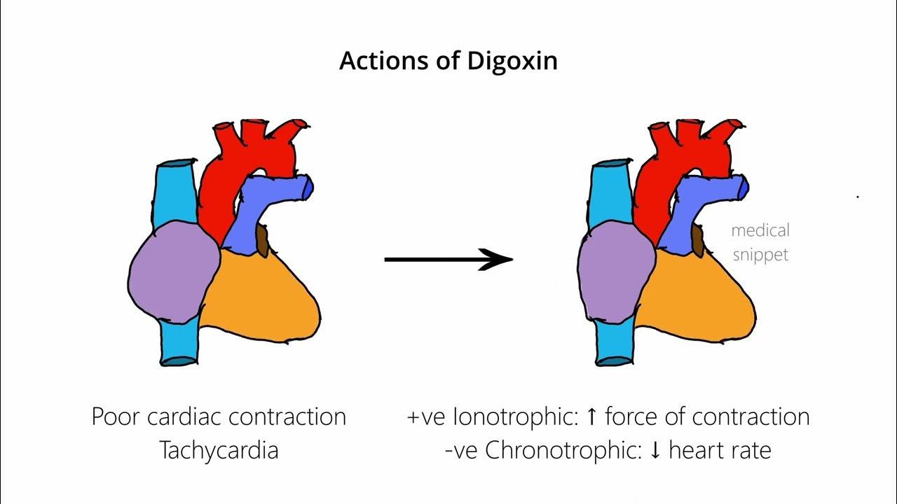 Digoxin mechanism of action youtube