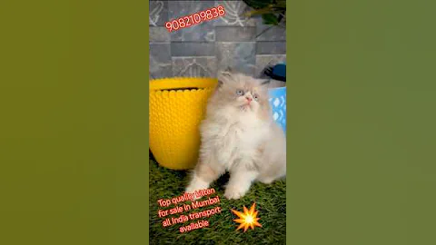 Watch the video about #ragdoll sabse💥💥sasta top quality#kitten #shorts#viral #trending #cat #cute#catlover#cutecat #funny
