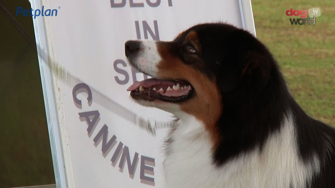 Bath Dog Show 2016 - Best in Show pug dog