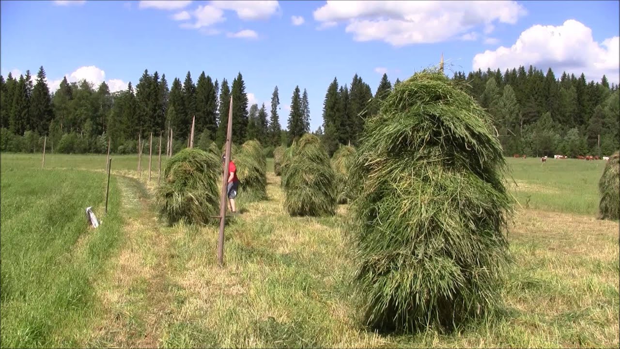 Kuivaheinän tekoa 2015