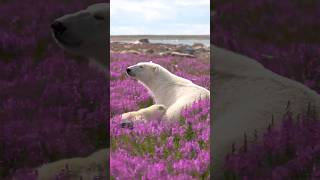 The key to successful wildlife photography with Nikon Canada ambassador Martin Gregus! 🐻‍❄️