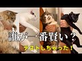 酔っ払って無茶振りしても父さんが大好きな元野良猫たち【猫壁チャレンジ】