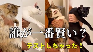 酔っ払って無茶振りしても父さんが大好きな元野良猫たち【猫壁チャレンジ】