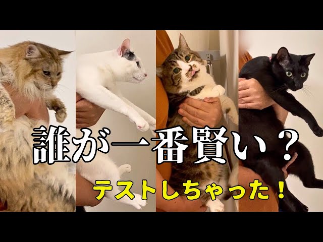 猫はかっておりません Former stray cats who love their dad even when they're drunk