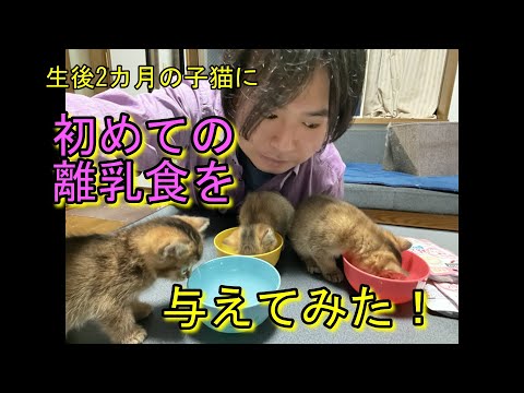 生後2カ月の子猫に初めての離乳食を与えてみた！
