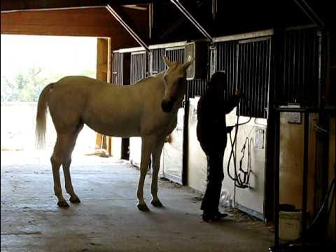 Конь вошел в девушку. Лошадь чарли. Красивая фотосессия с лошадью. Зад лошади. Женщина останавливает коня.