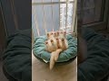 نايمات الحلوات