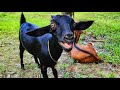Curious goat best goat sound in the world 2024 by tobibul  goat baa baa as animal sounds ep 2