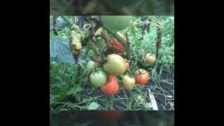 POTENSI DESA TUMARATAS KKT 114 UNSRAT