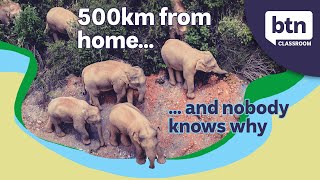 Chinas Wandering Elephants  Behind The News