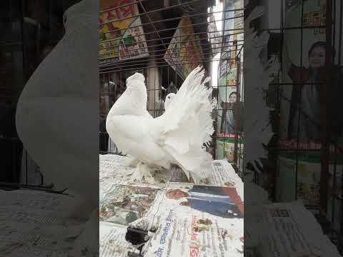 #Shorts_Reels_White_Fantail_Pigeons! #sbd #animals #birds #ai #dove #wildlife #pets #pigeons #nature