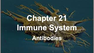BIOS 254 CH 21 4 Immune   Antibodies