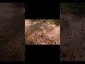 ড্রোন দিয়ে পাতা পার্ট ৪ #viralvideo #djidrone #nature #drone #easyfarming