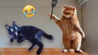 Funniest Animals  New Funny Cats and Dogs Videos 2024  #290