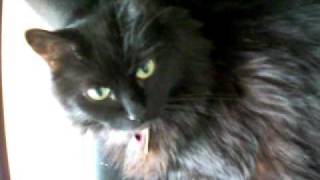 kitty evictor 001.AVI