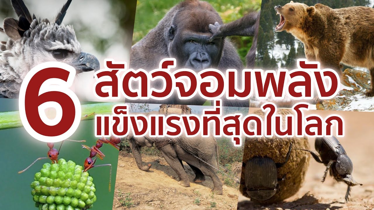 6 สัตว์จอมพลัง แข็งแรงที่สุดในโลก