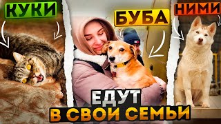 видео: Как Хасика с трассы, Бубба и Куки подобранные с улицы уехали домой в Великий Новгород Питер и Москву картинка: Как Хасика с трассы, Бубба и Куки подобранные с улицы уехали домой в Великий Новгород Питер и Москву