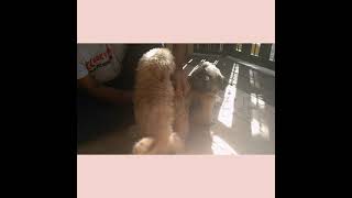 Shih Tzu Stud Session ft. Butter & Husky