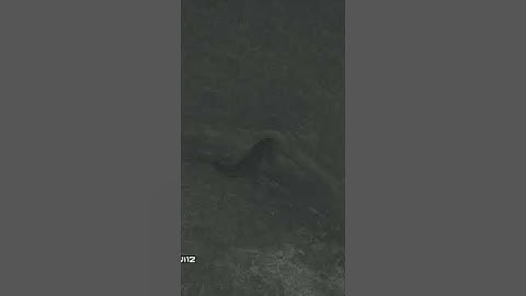 HELP! BUG REPORT! | #luckylevi12 on #Twitch