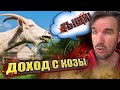 Какой доход от козы, или вся правда о козах.