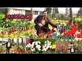 मेरा जनवरी का गार्डन ओवरव्यू देखिए / January 2019 Garden Overview