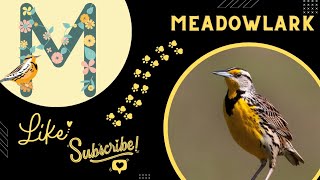 M for MEADOWLARK || Meadowlark videos for kids || Meadowlark videos || birds videos for kids