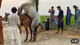 Luxury Horse Breeding Farm | Beautiful Stallion and Mare | Trending Now horse power