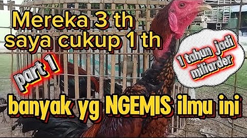 Cara 1 tahun jadi miliarder dari Ternak ayam kampung