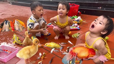 Thỏ Vlog đi tìm cá sấu , bắt con vịt , cá koi , động vật dễ thương, cá beta, rùa , cá trê , cua bự