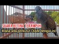 Perkutut Betina memanggil jantan suara BAGUS - Pancingan perkutut lokal gacor Malas & pikat TERAMPUH